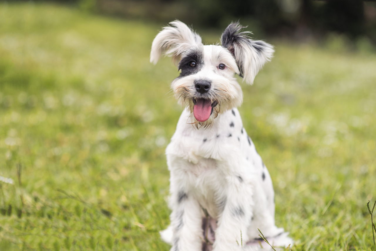 breeds that don't shed: a list of hypoallergenic dogs