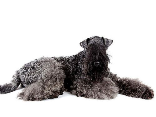 Kerry Blue Terriers