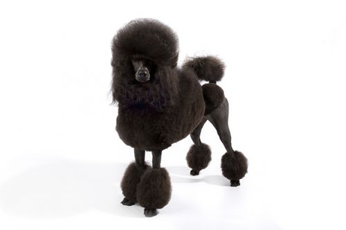 Poodle