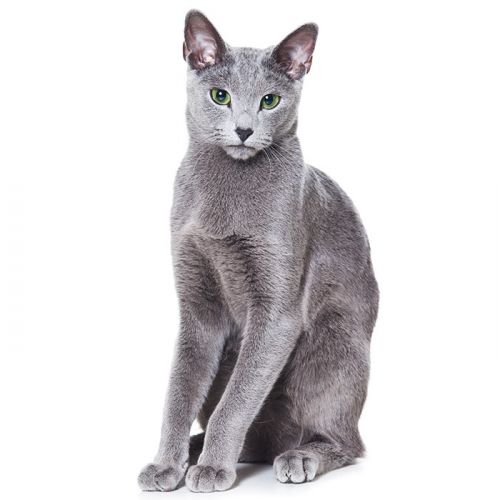 Hypoallergenic Cat Breeds Russian Blue The Russian Blue Cat A Guide To The Breed From The