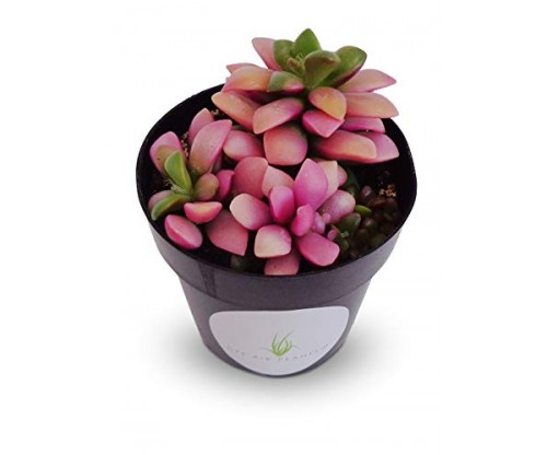 Pink Cacti Live Indoor Plant