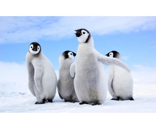 12 Penguin Gifts for People Obsessed with These Cute Animals!