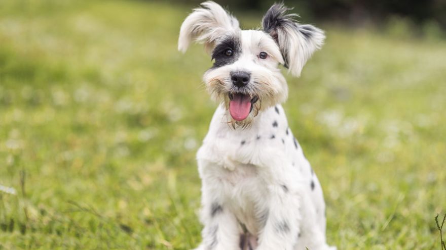 Breeds That Don't Shed: A List of Hypoallergenic Dogs!