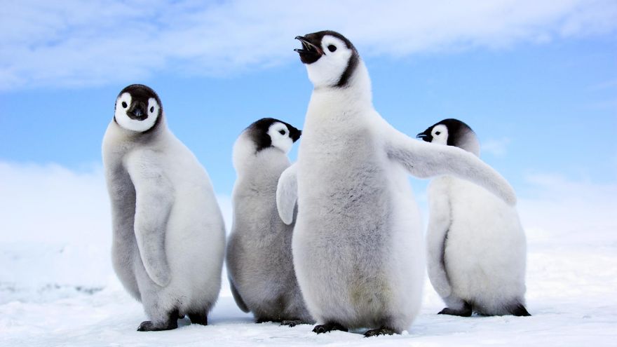 12 Penguin Gifts for People Obsessed with These Cute Animals!