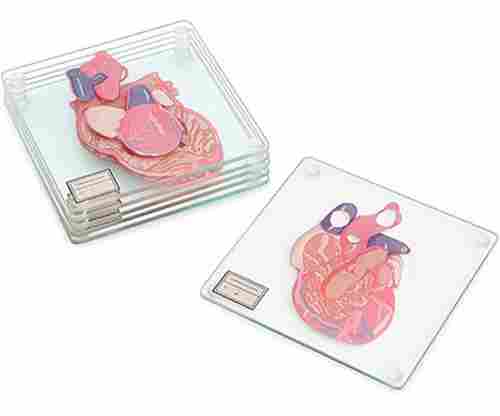 Anatomic Heart Specimen Coasters