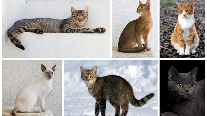 What Cat Breed Matches Your Personality? Find Out Now!