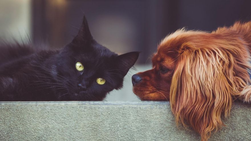 Cat&Dog Lovers: What are the Psychological Differences?