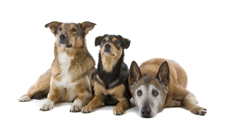 Dog Breeds that You can Trust with Your Home!