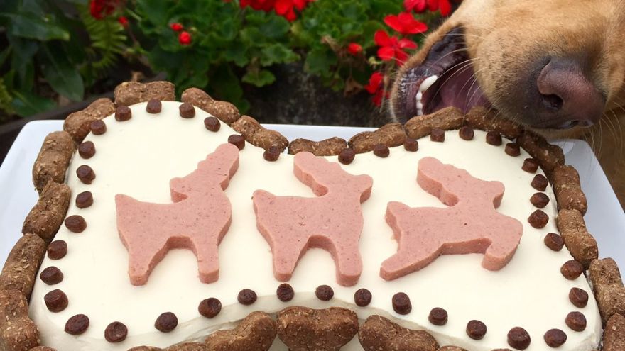 dog safe icing for cake