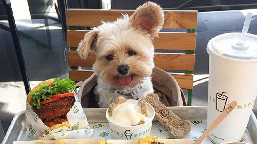Dog Etiquette When it Comes to Restaurants
