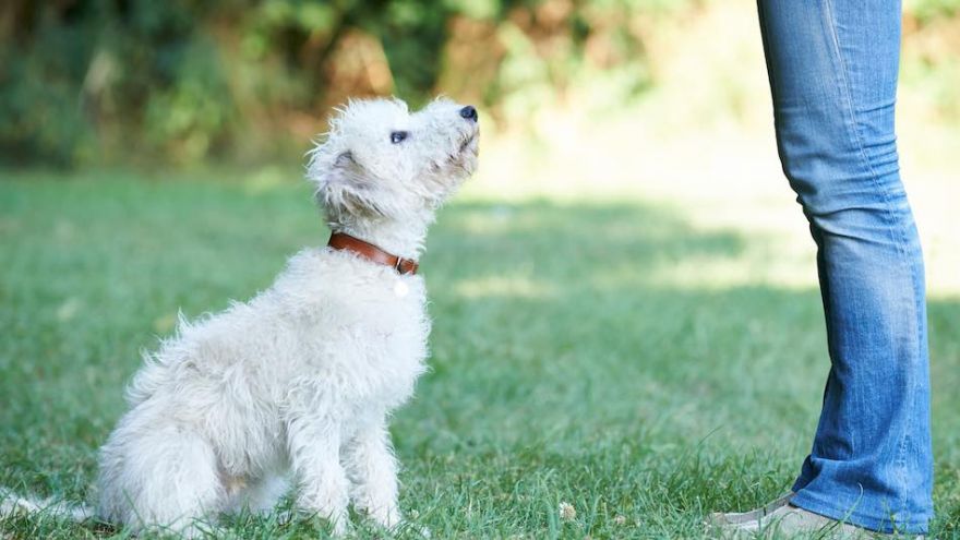 5 Easy Tricks to Teach Your Dog In No Time!