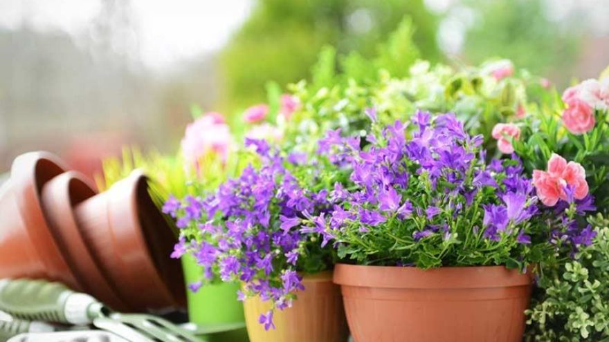 How Gardening Actually Improves Both Your Physical and Mental Health