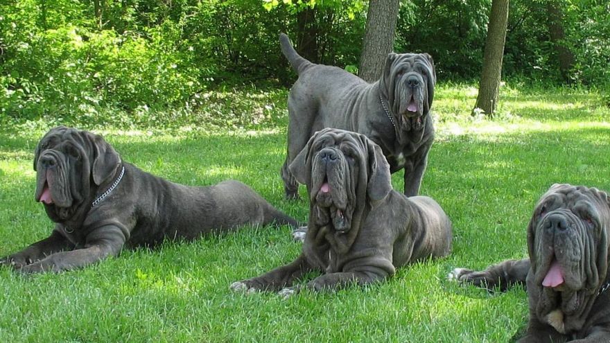 The Giant Dog Breeds We Would Adopt