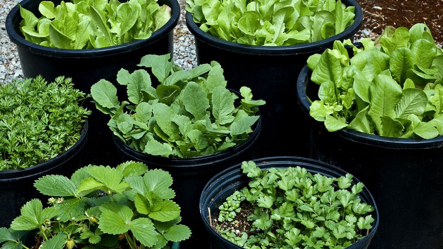 Growing Your Own Food: The Easiest Veggies & Herbs to Grow Even if You Don’t Have a Garden