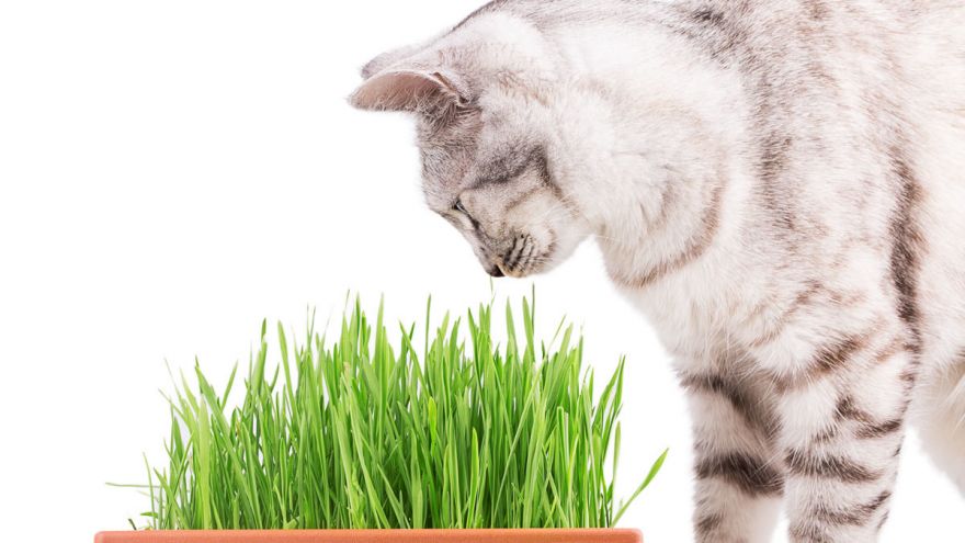 Growing a Quick Pet Treat: Wheatgrass