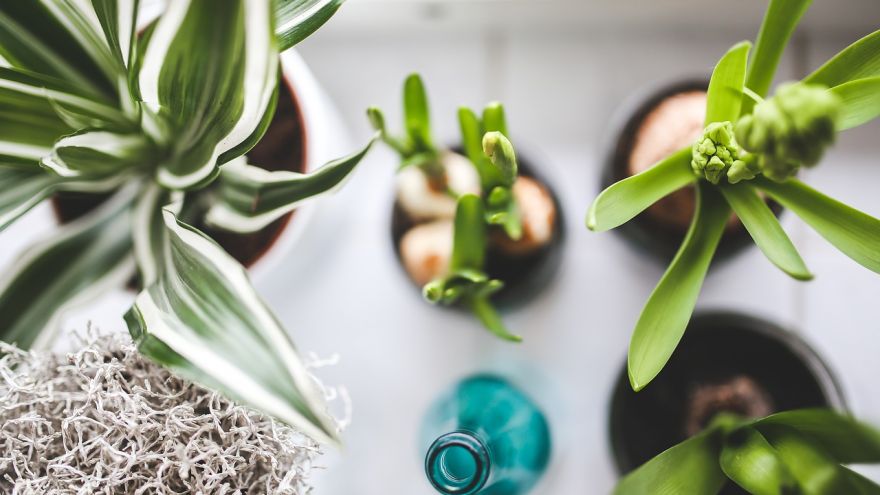 The 5 Houseplants Proven to Purify Air