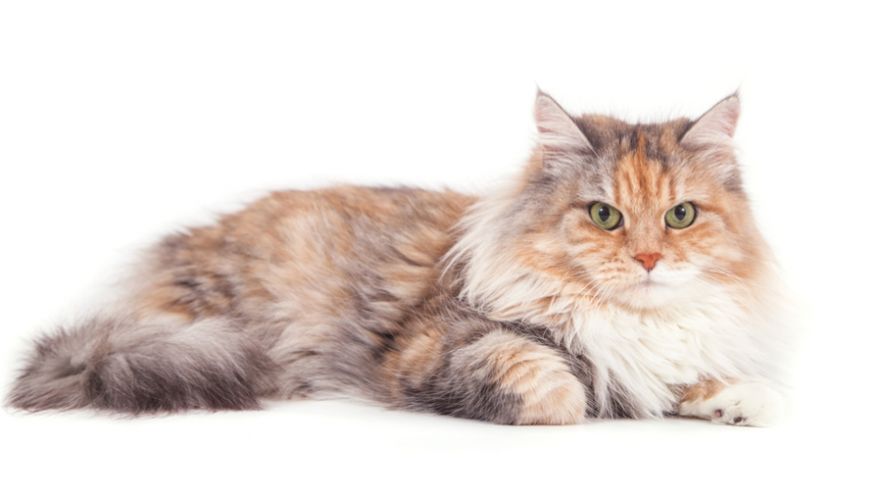 Best Hypoallergenic Cats: Cat Breeds that Won't Cause You any Allergies