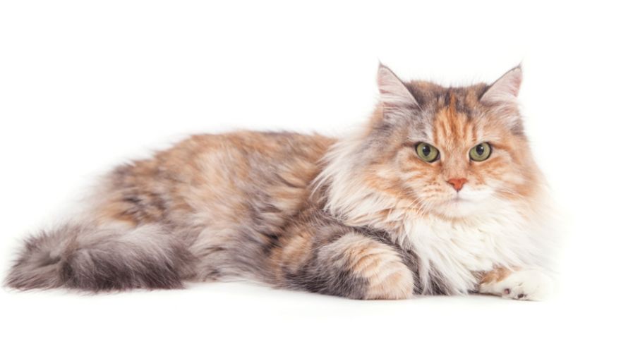 Best Hypoallergenic Cats Cat Breeds Thatsweetgift