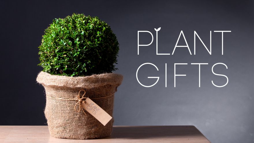 What Plants to Gift? Here is Our List for You to Choose From!