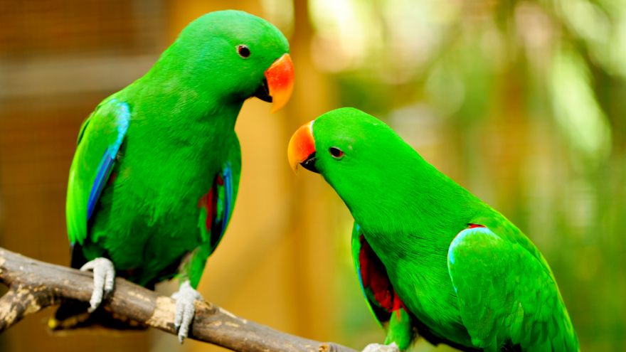 The Smartest Birds to Get as Home Pets!