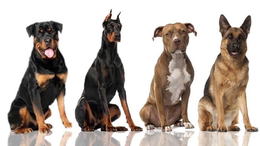 what breeds are the smartest dogs