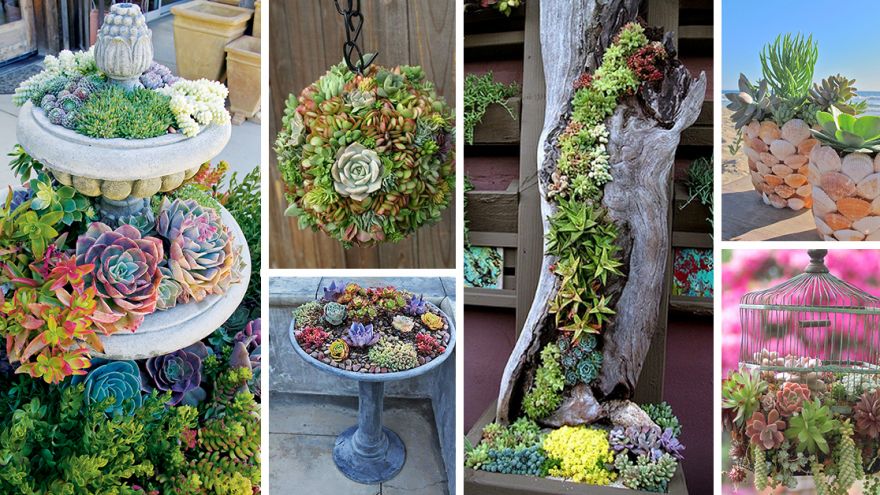 Create Your Own Succulent Garden Using Super Affordable Items