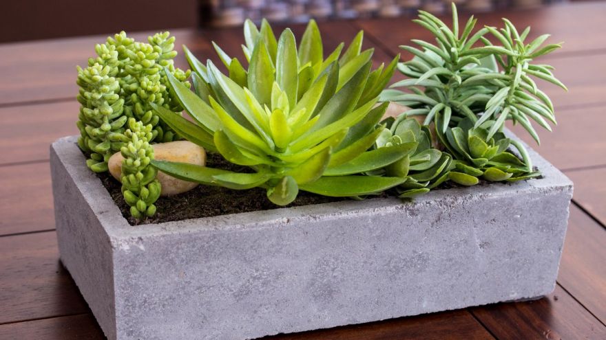 Succulent Plants: Why So Popular & How To Care For Them